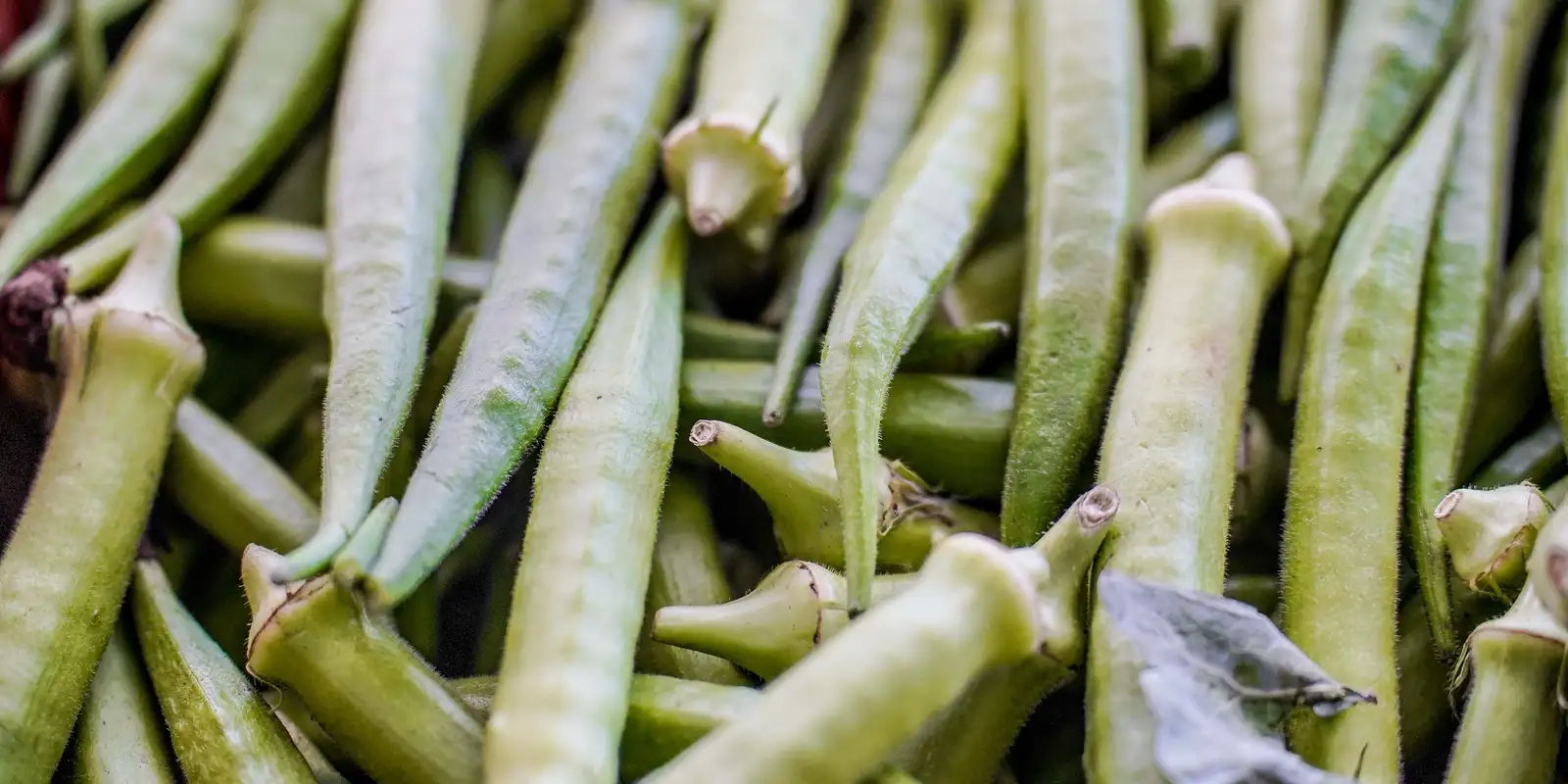 Garantia-Safra: confira quem receberá o pagamento em abril