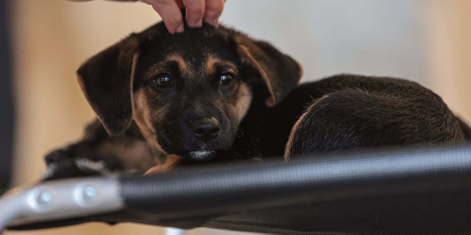 Nova lei estabelece guarda compartilhada para animais de estimação; entenda as regras