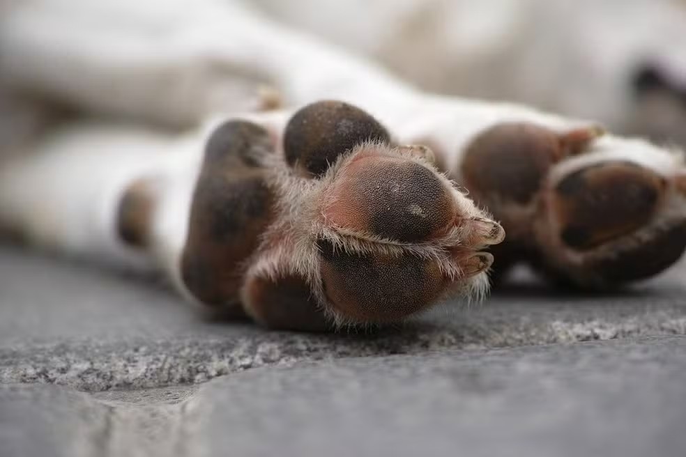 Teixeira, na Paraíba, investiga mais de 100 mortes de animais por envenenamento desde abril
