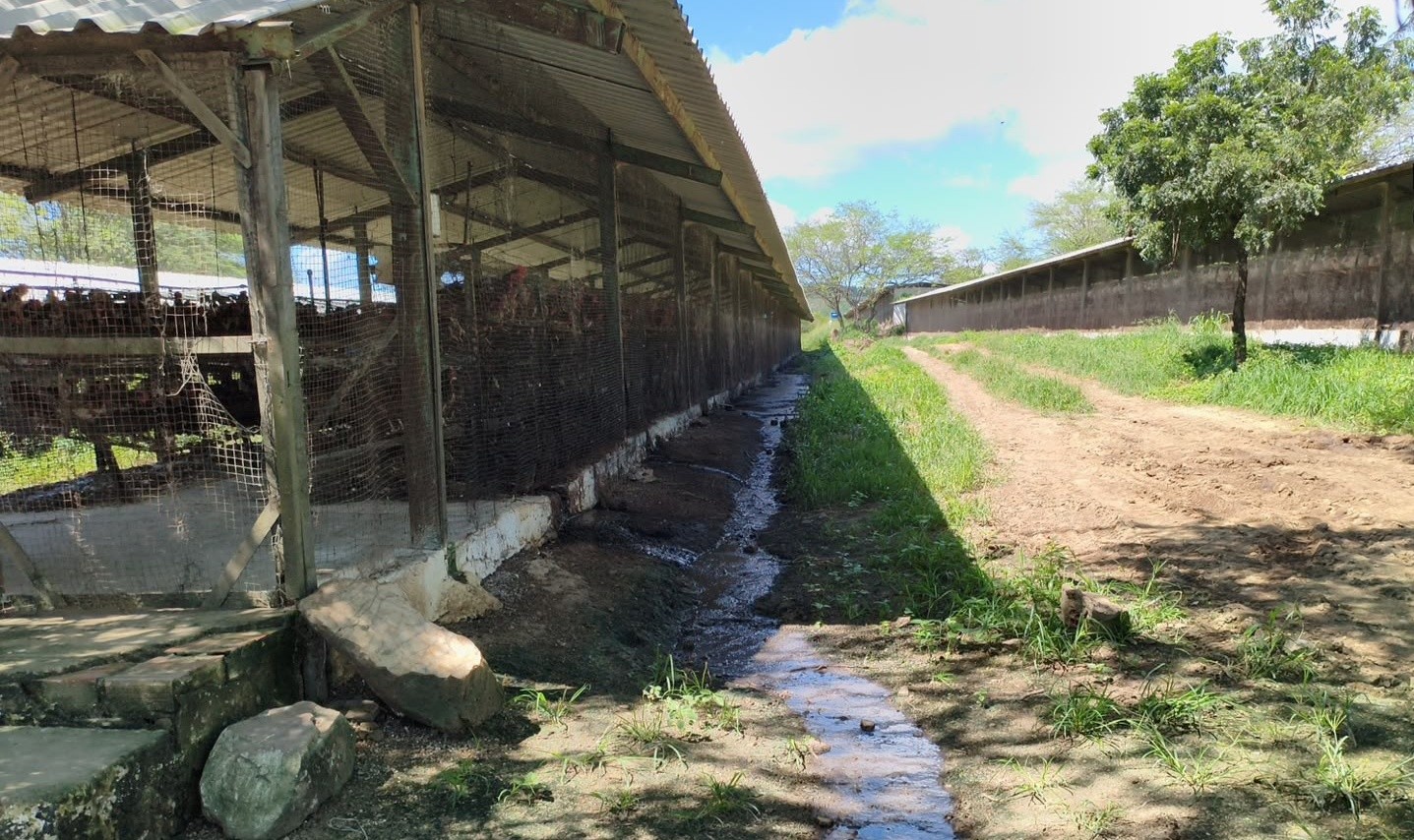 Empresária é detida por poluição ambiental em granja de Campina Grande