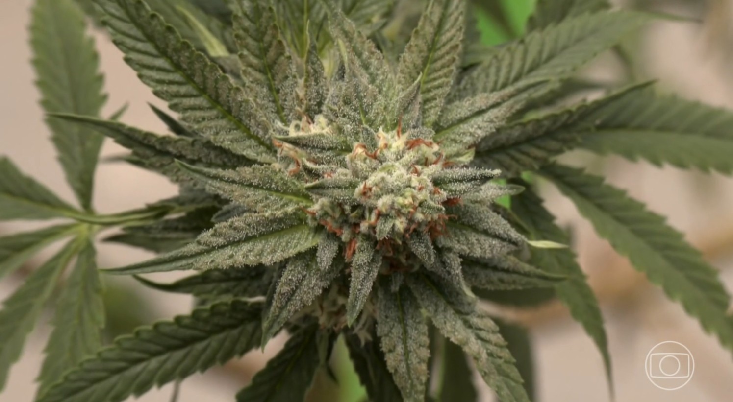Justiça Federal autoriza uso medicinal da flor de cannabis para pacientes da Abrace na Paraíba