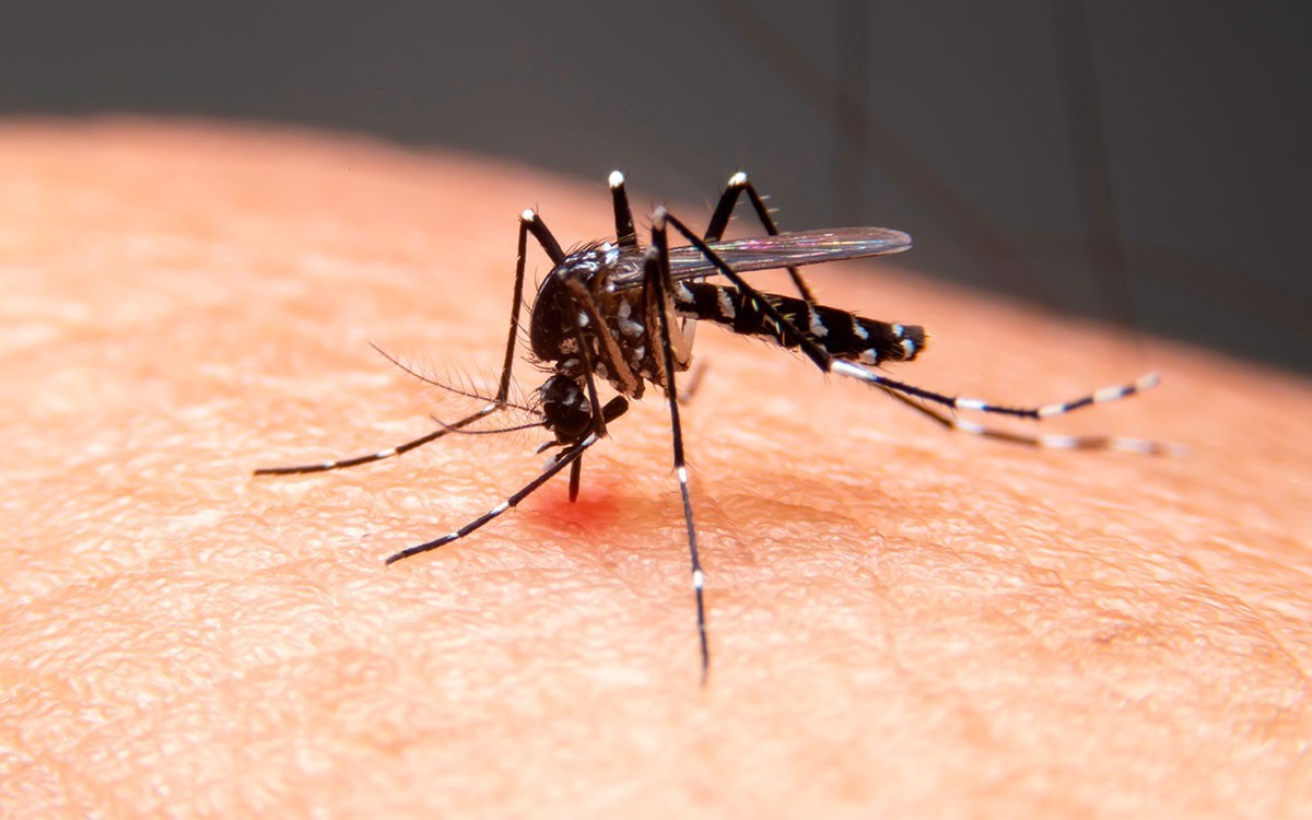 Dengue na Paraíba: estado registra mais de 4,2 mil casos e seis óbitos no primeiro semestre de 2026