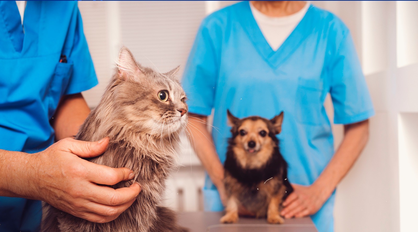 Paraíba Pet abre mais de 3 mil vagas para castração gratuita de cães e gatos em julho