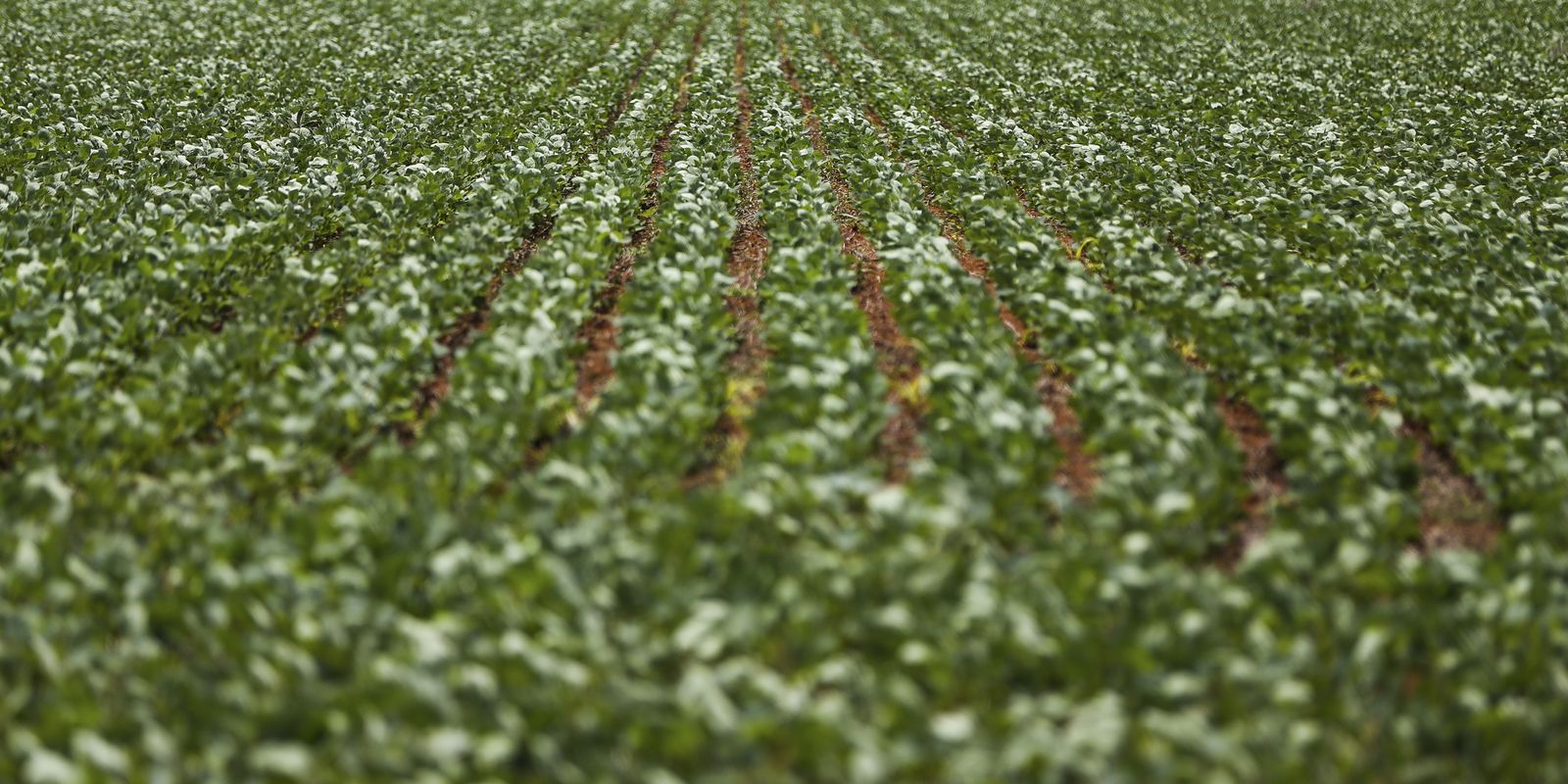 Impasse entre governo federal e agronegócio impede acordo sobre dívidas rurais