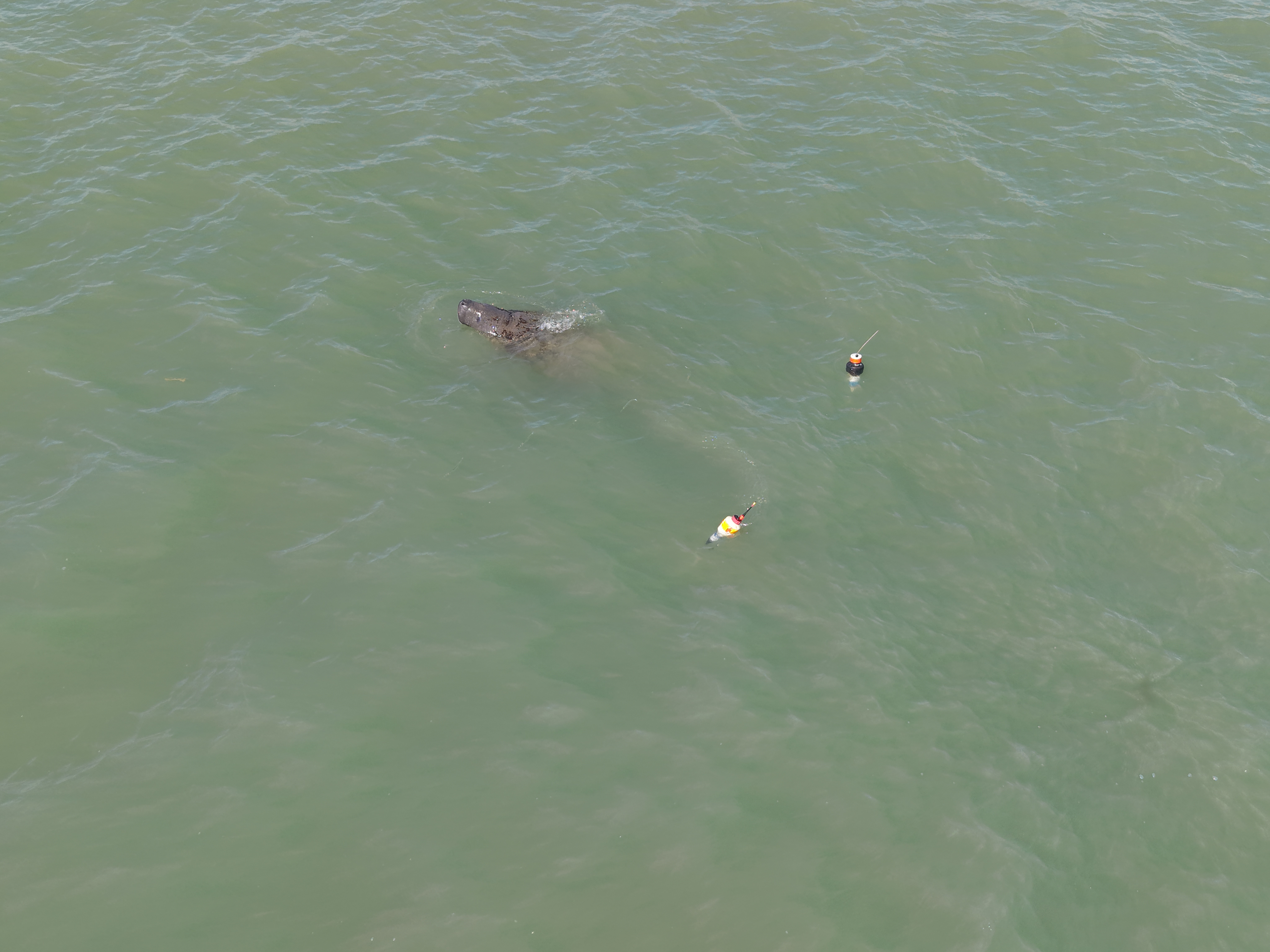 Peixe-boi-marinho resgatado em João Pessoa interage com outros animais em Cabedelo