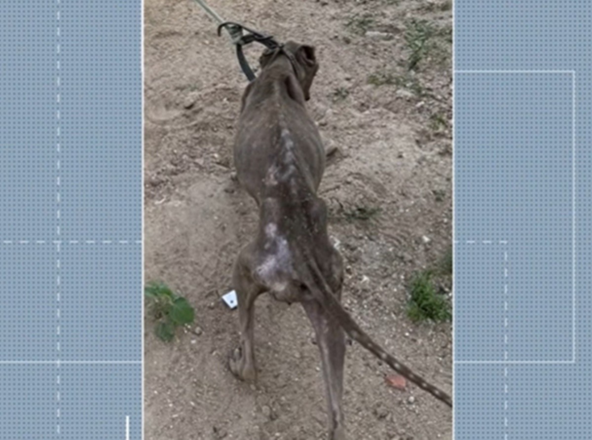 Homem é preso por maus-tratos a animais na zona rural de Queimadas