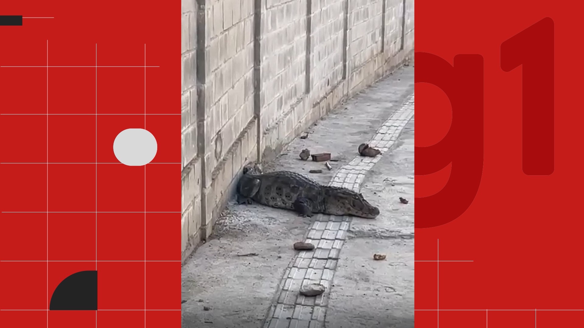 Jacaré em João Pessoa é resgatado após caminhar por calçadas urbanas