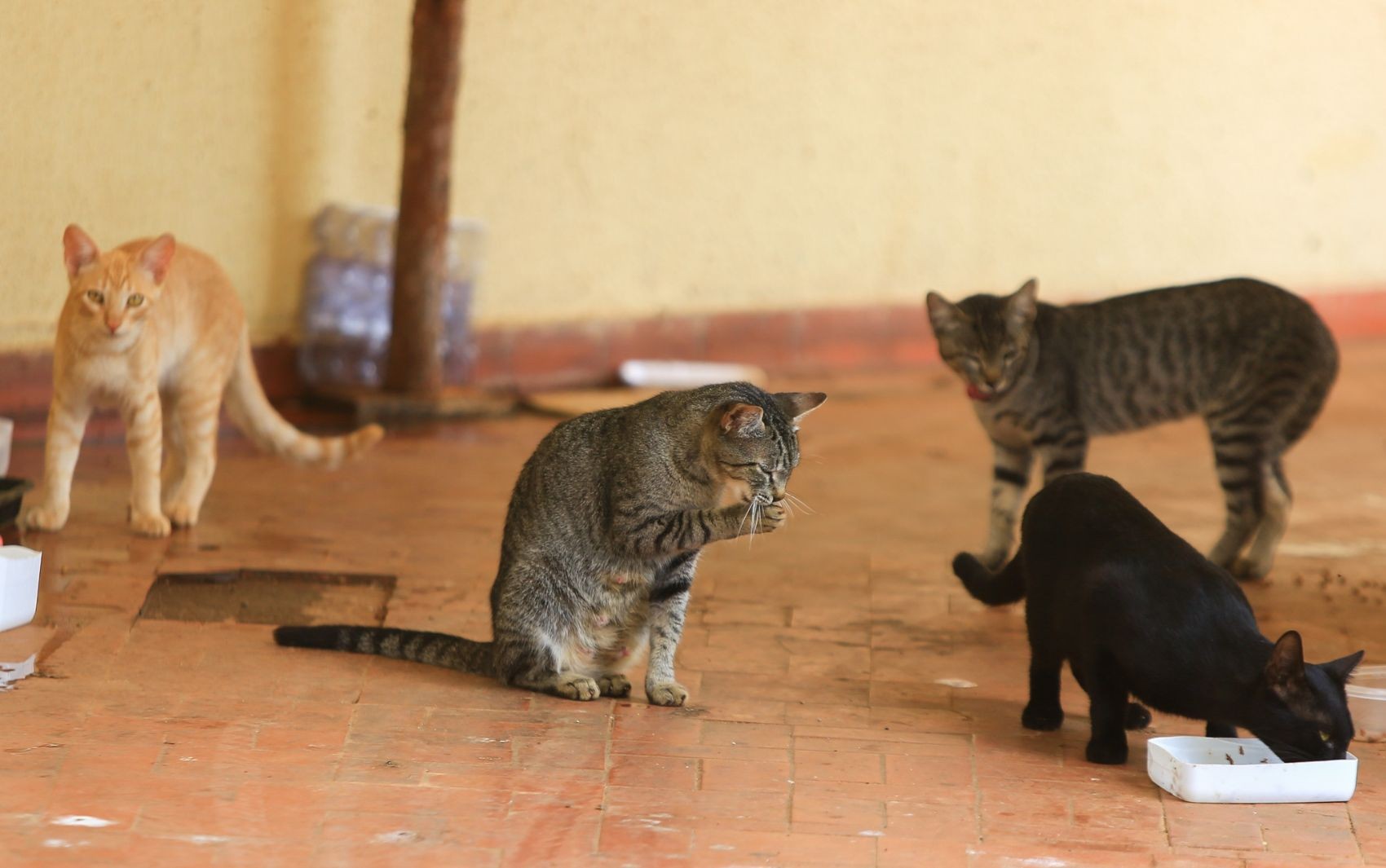 MPPB investiga denúncia de maus-tratos a animais em condomínios de Campina Grande