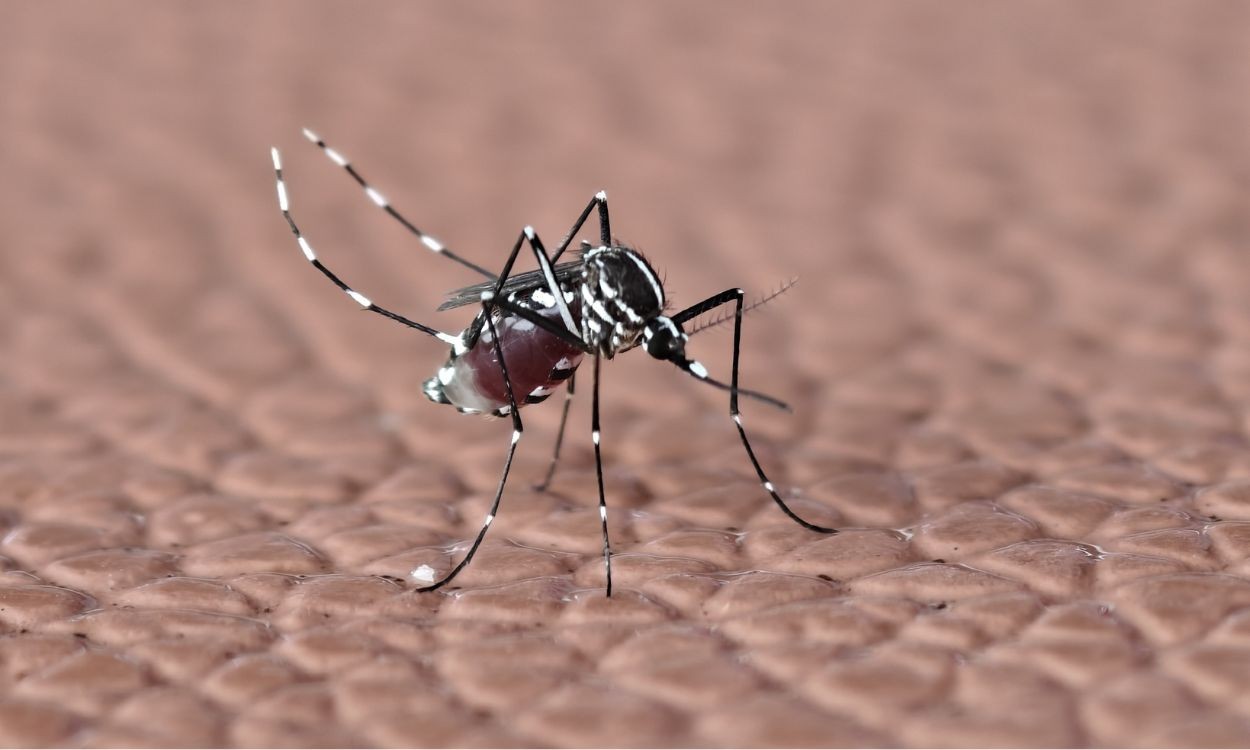 Aumento de mortes e casos de dengue na Paraíba acende alerta em 2026