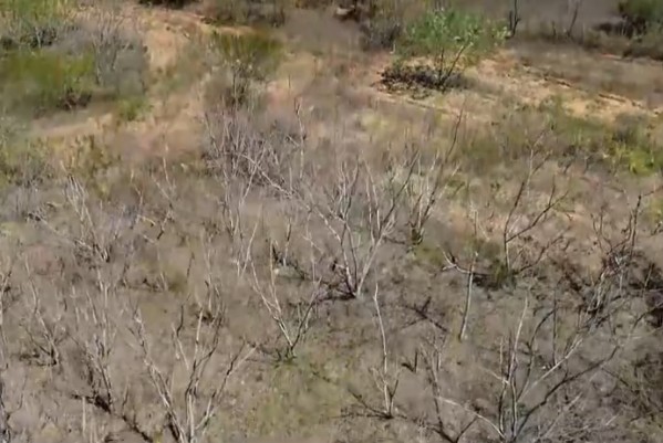 Ações combatem os impactos da desertificação no semiárido da Paraíba