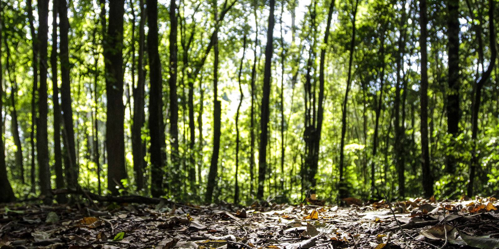 Produção da silvicultura e florestal atinge recorde histórico no Brasil