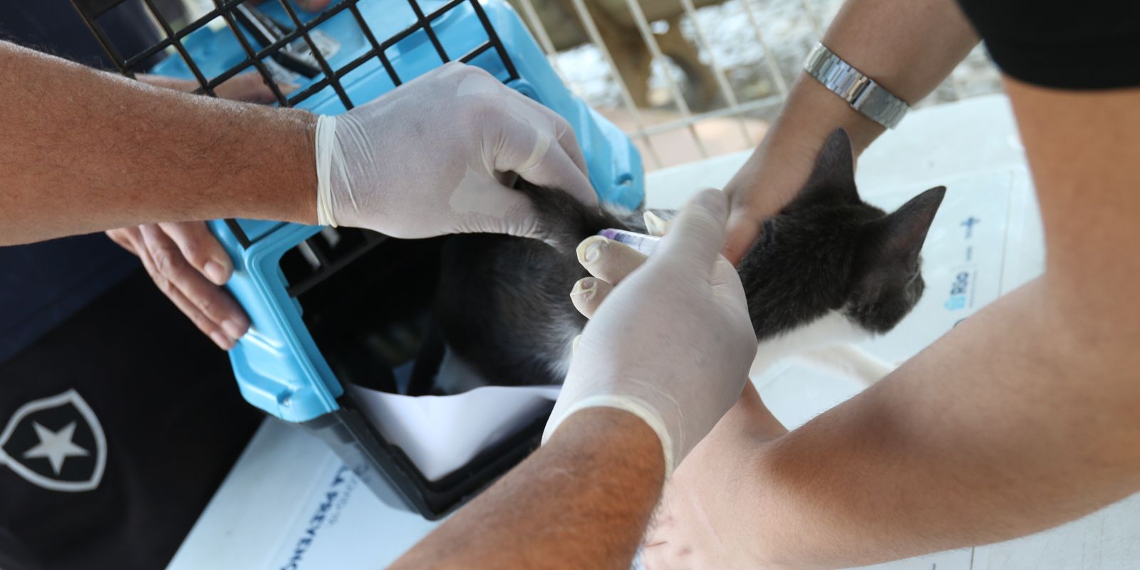 Rio de Janeiro confirma caso de raiva animal após contato com morcego