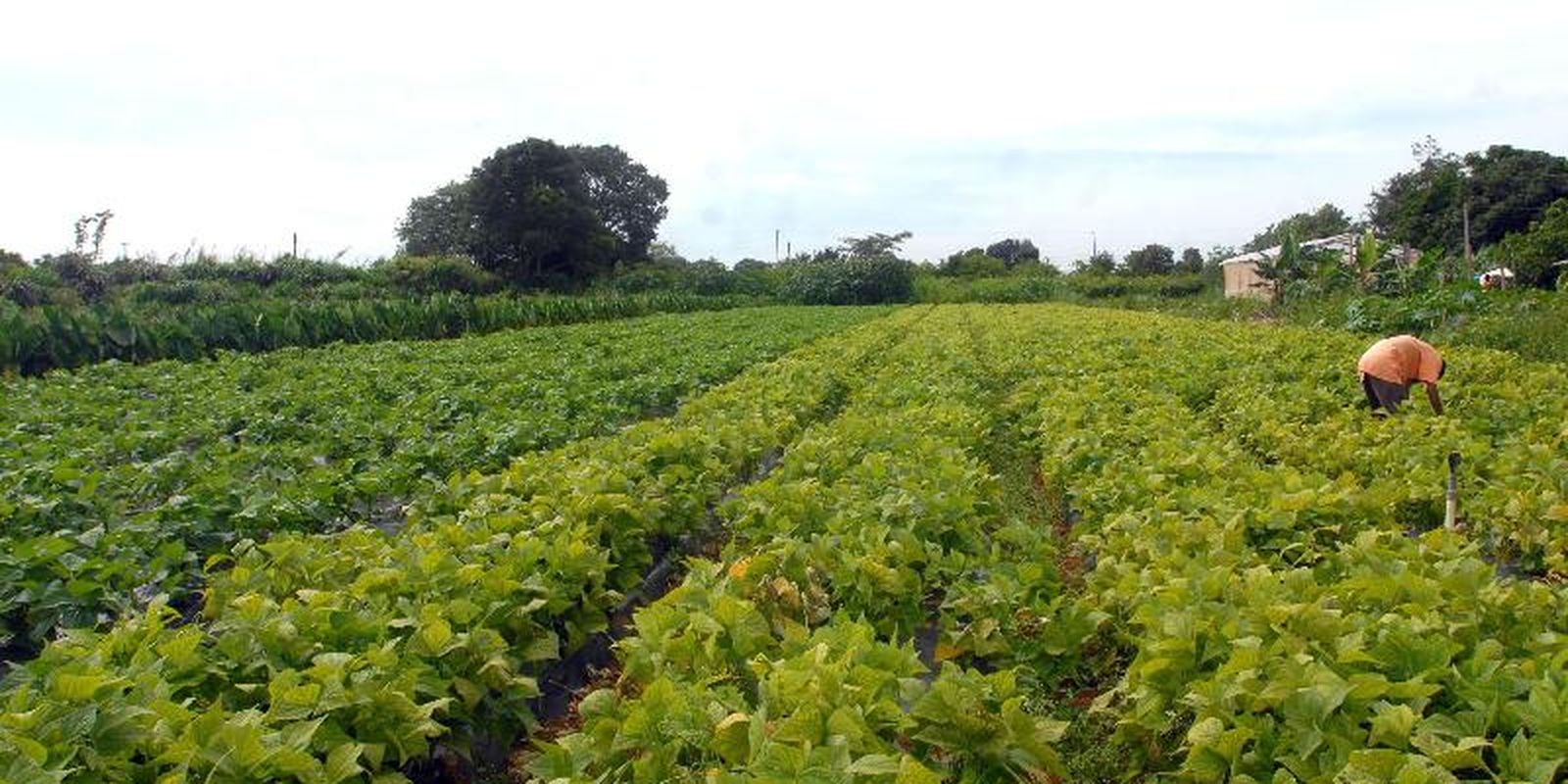 Governo federal libera crédito extraordinário para segurança alimentar