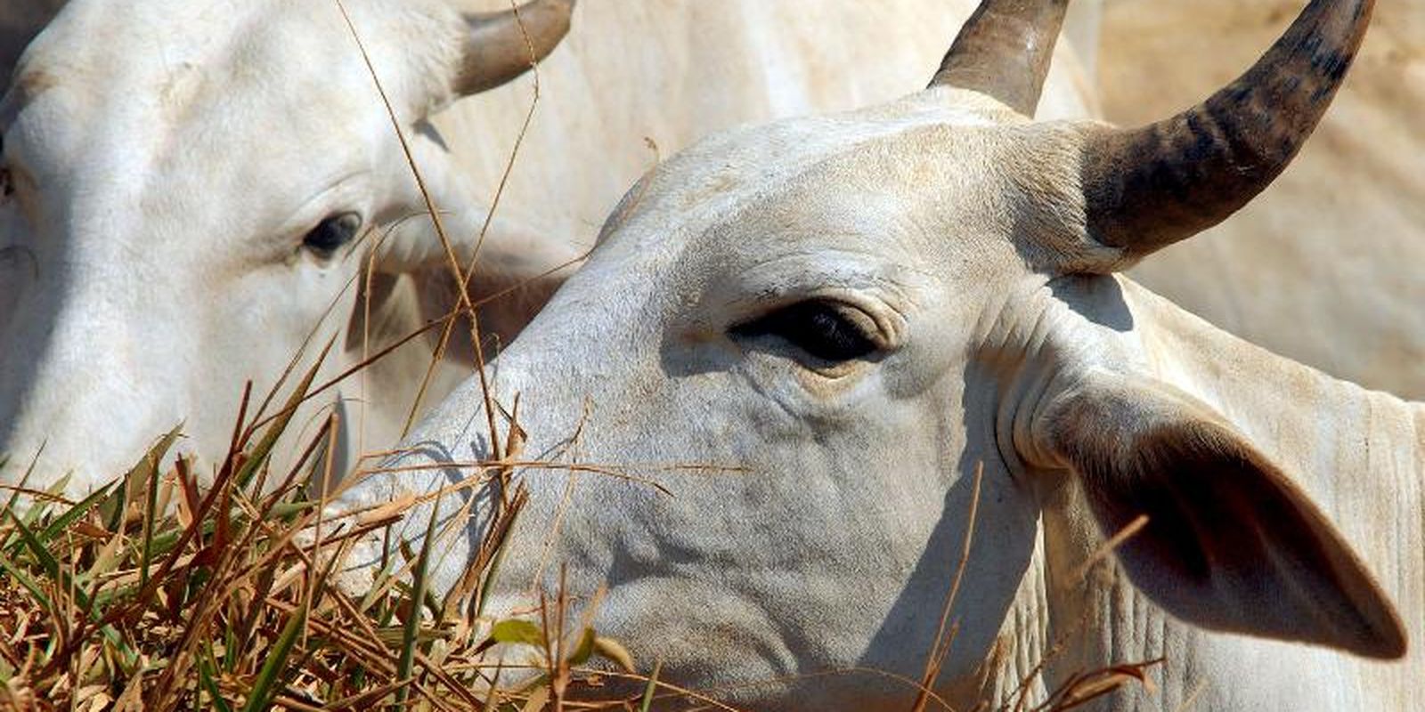 Carne bovina brasileira enfrenta tarifa de 67% ao entrar na China