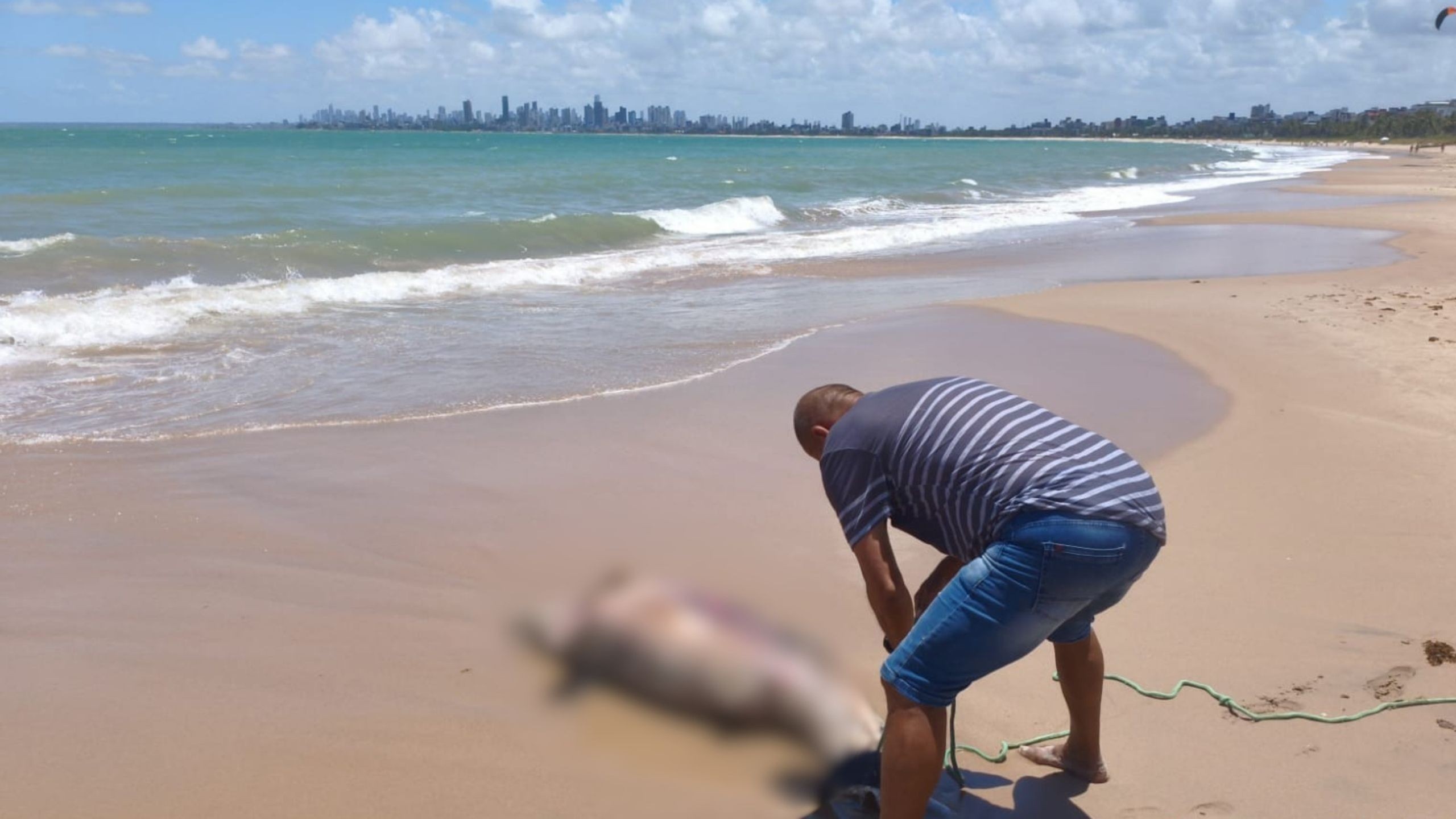 Golfinho é encontrado morto na praia de Ponta de Campina em Cabedelo