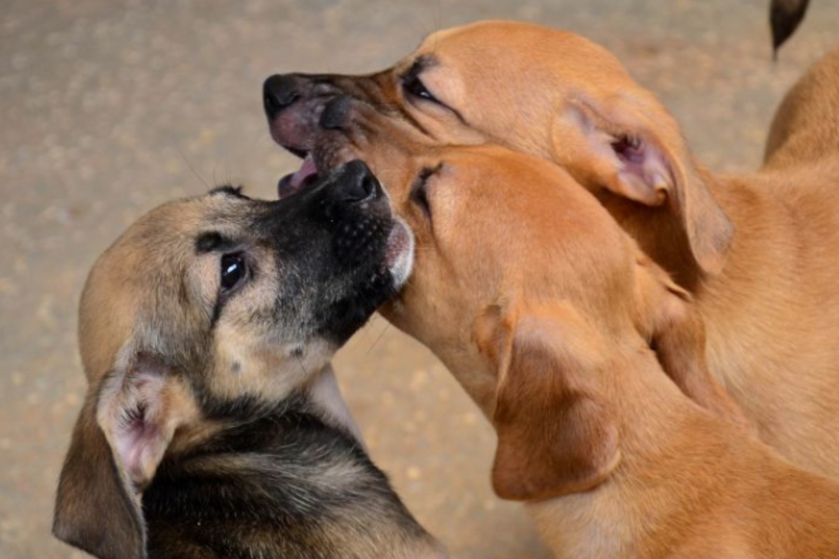 TJPB declara inconstitucional lei de carrinhos para animais em supermercados