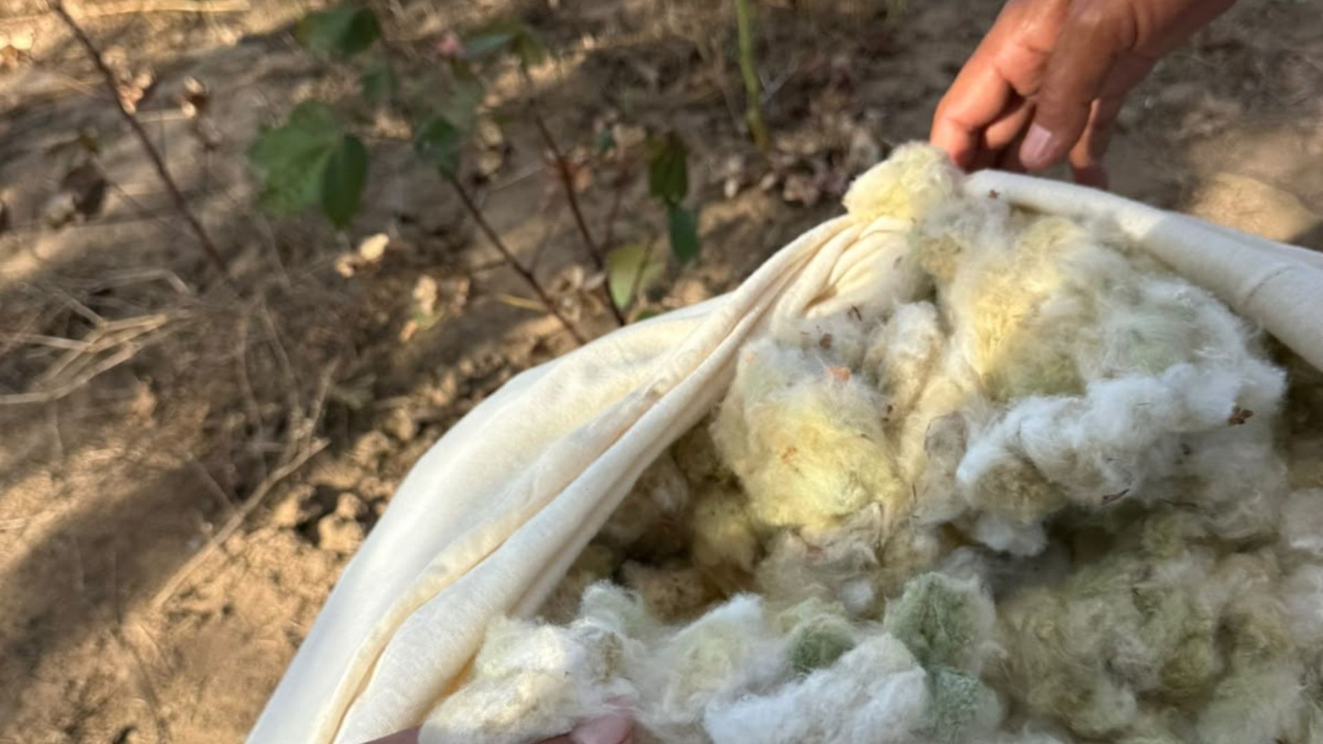 Paraíba lidera produção pioneira de algodão colorido verde no Brasil