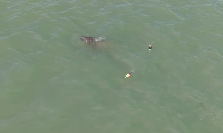 Peixe-boi-marinho resgatado em João Pessoa interage com outros animais em Cabedelo