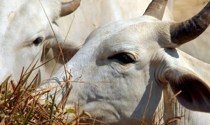 Carne bovina brasileira enfrenta tarifa de 67% ao entrar na China