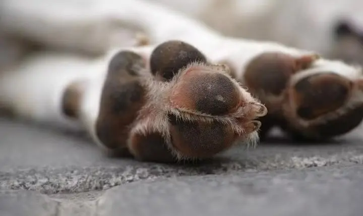 Teixeira, na Paraíba, investiga mais de 100 mortes de animais por envenenamento desde abril