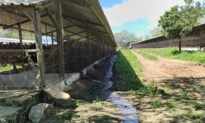 Empresária é detida por poluição ambiental em granja de Campina Grande