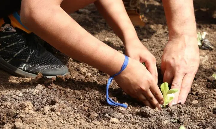 Candidatos em SP recebem carta em defesa da agroecologia