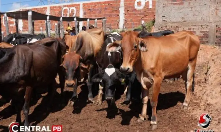 Feira de Animais abre festa dos 32 anos de Bernardino Batista e movimenta economia regional