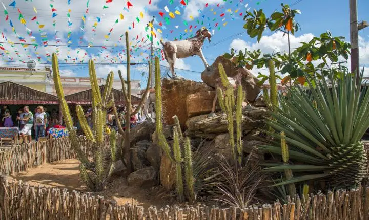 Festa do Bode Rei 2026: Cabaceiras, na Paraíba, inicia seu tradicional festival de caprinos e ovinos
