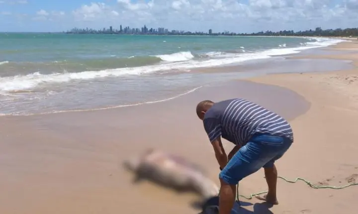 Golfinho é encontrado morto na praia de Ponta de Campina em Cabedelo