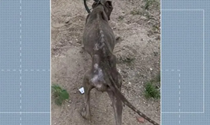 Homem é preso por maus-tratos a animais na zona rural de Queimadas