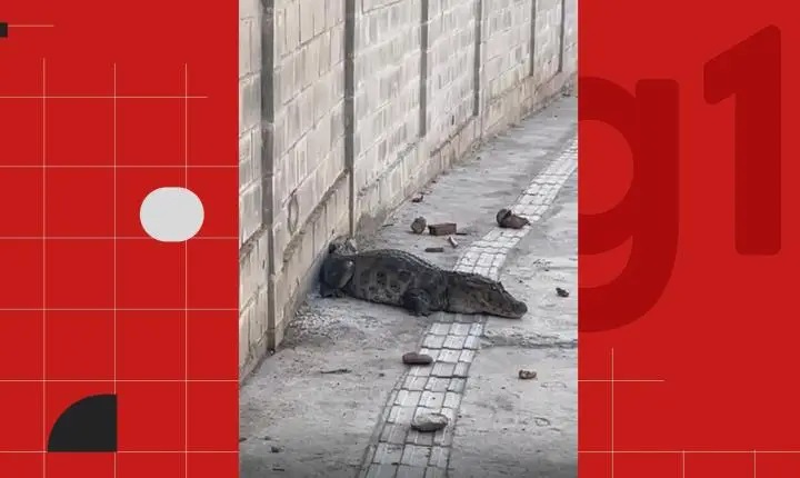 Jacaré em João Pessoa é resgatado após caminhar por calçadas urbanas