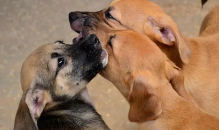 TJPB declara inconstitucional lei de carrinhos para animais em supermercados