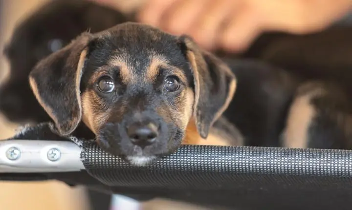 Mapa lança consulta pública para medicamentos veterinários genéricos e similares