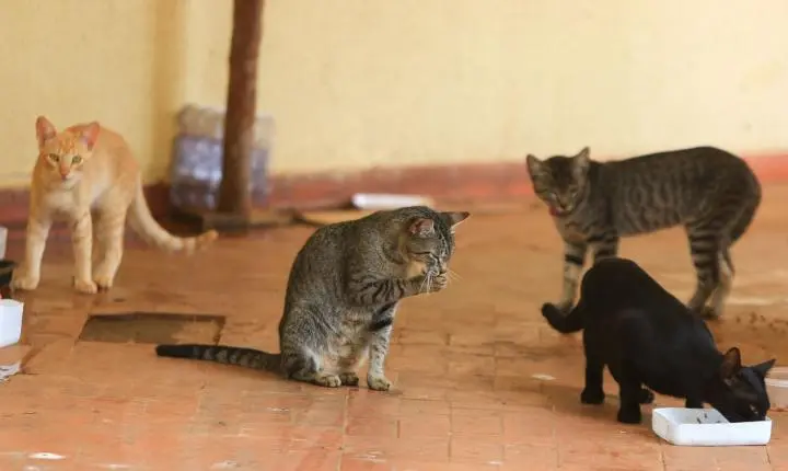 MPPB apura denúncia de maus-tratos a animais em condomínios de Campina Grande