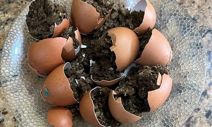 Ovos de maconha são apreendidos com mulher em presídio de Patos na Paraíba