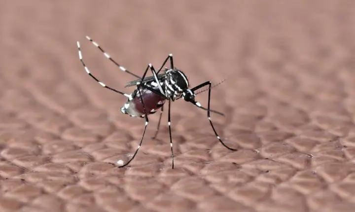 Aumento de mortes e casos de dengue na Paraíba acende alerta em 2026
