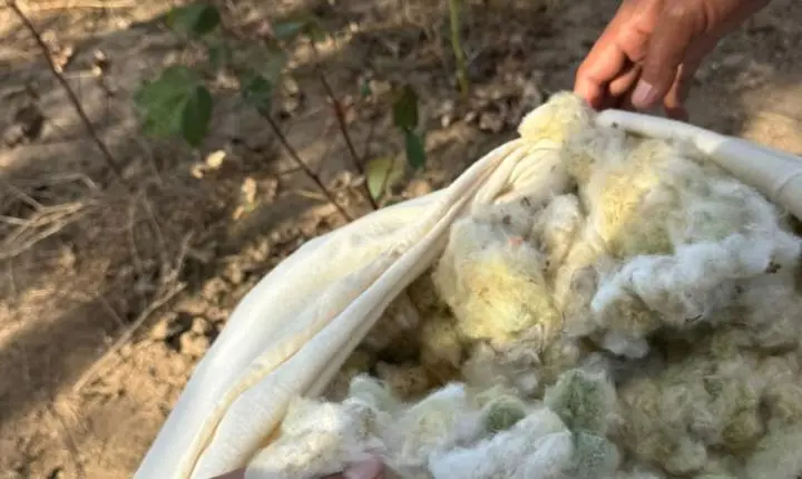 Paraíba lidera produção pioneira de algodão colorido verde no Brasil