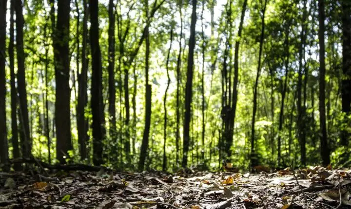 Produção da silvicultura e florestal atinge recorde histórico no Brasil