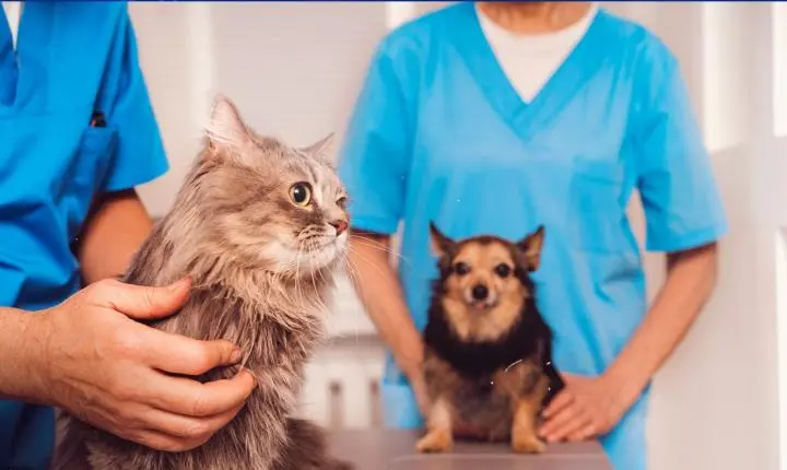 Paraíba Pet abre mais de 3 mil vagas para castração gratuita de cães e gatos em julho