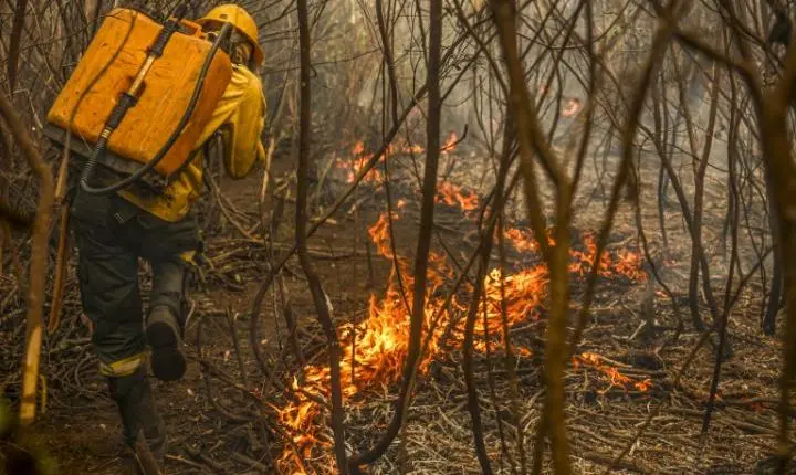 Projeto de lei institui o boi bombeiro para combate a incêndios no Pantanal