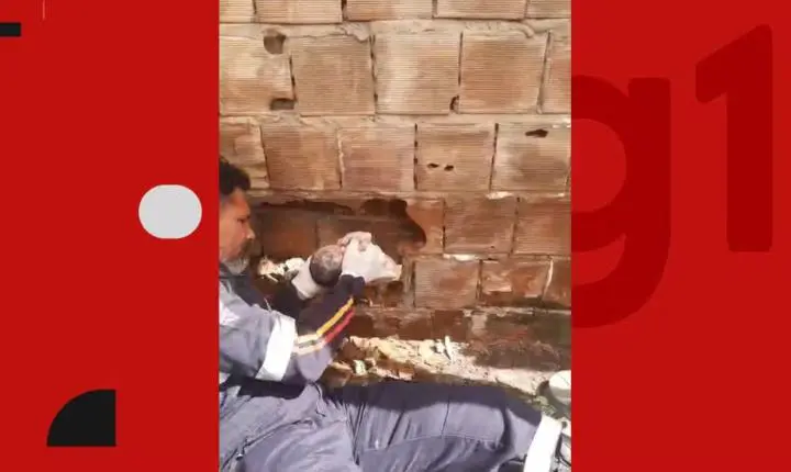 Laudo aponta que recém-nascido abandonado na Paraíba morreu por hipotermia e traumatismo