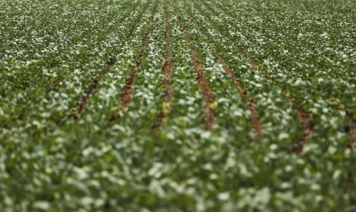Impasse entre governo federal e agronegócio impede acordo sobre dívidas rurais