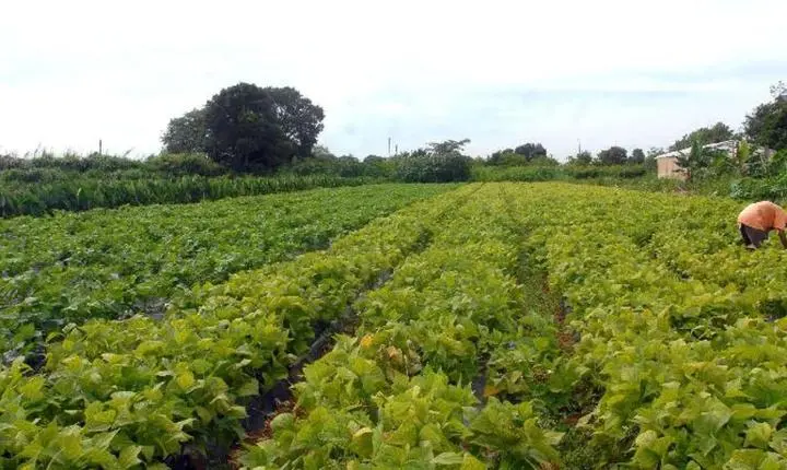Governo federal libera crédito extraordinário para segurança alimentar