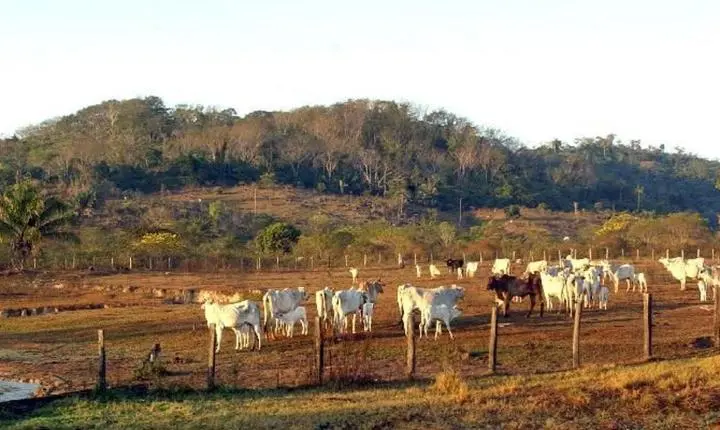 O STF confirma legislação que restringe aquisição de terras por companhias estrangeiras
