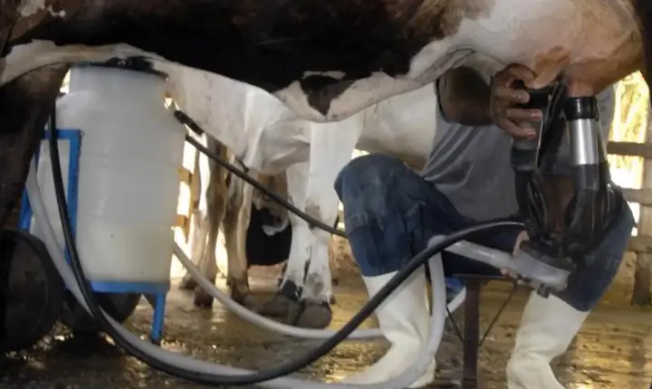 Produção de leite atinge patamar recorde com alta na produtividade em 2025
